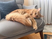 Maine coon 1 yaşında erkek