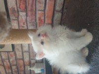 2,5 aylık british longhair erkek yavrumuz