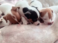 Jack Russell Kısa Bacak (üretici vs değilim)