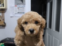 3.5 aylık safkan toy poodle