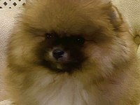 Yavru Pomeranian boo
