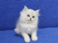 Longhair ponçik yeni yuvasına gitmeye hazırdır