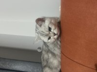 Güzeller güzeli sevecen straight kedimi sahiplendiriyorum