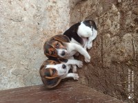 Elizabeth Beagle Köpeği Bebekleri