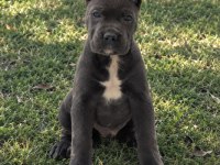 Harika Anatomi Cane Corso Yavrular