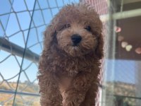 0 numara toy poodle 2 aylık erkek
