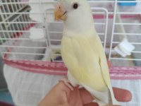 Uysal Erkek Cremino Sevda Papağanı