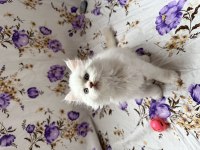 İran Chinchilla Yavrular