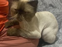 Chinchilla kısır değil erkek sahiplendirilecektir