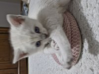 Bursa yavru british shorthair kedimiz