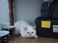 British shorthair 3 aylık