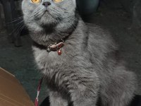 Safkan british shorthair son iki yavrumuz