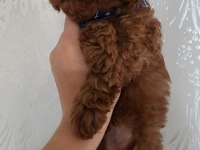 Bebek yüzlü toy poodle yavru