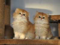 SAFKAN 2 AYLIK GOLDEN BRİTİSH LONGHAİR BEBEKLER