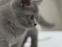 İki aylık Yavru kedi british shorthair