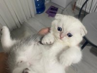 A KALİTE SCOTTİSH FOLD BEBİŞLER