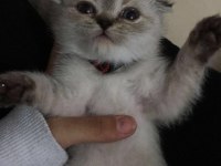 Scottish fold miniğimi sahiplenmek isteyen