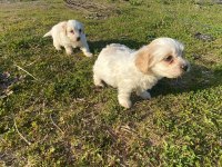 IRK VE SAĞLIK GARANTİ ORJİNAL MALTİPOO BEBEĞİMİZ