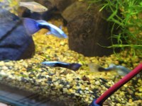 Neon blue lepistes