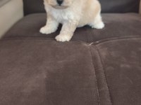 Anne altından apricot poodle bebek