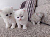 Kar Beyazı British Longhair Yavrular