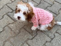 4 aylık maltipoo
