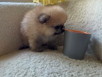SAĞLIK VE IRK GARANTİLİ POMERANİAN BOO