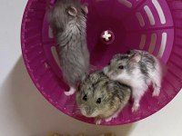 İNDİRİMLİ KAFES VE YAVRU HAMSTER