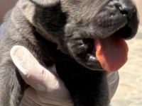 Sevimli Cane Corso yavrularımız