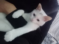 8 Aylık british pamuk isimli erkek kedimiz