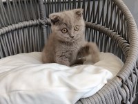 Scottish fold lilac