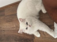Casper dünyalar güzeli