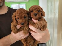 A kalite toy poodle yavrularımız