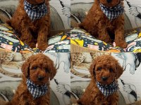 Toy Poodle yavrular