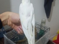 Bebek Sultanlar Değerini verene gider