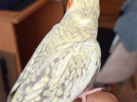 Takım sultan papağanı