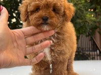 Maltipoo korean