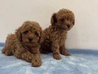 Saf ırk zarafeti poodle