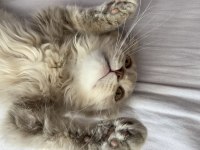 scottish fold