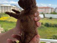Tea cup toy poodle yavrular
