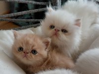 Safkan tertemiz kan taşıyan exotic shorthair yavrular