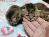 Safkan evde bakılan scottish fold yavrular