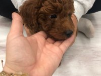 erkek 3 aylık red poodle iyisini isteyene