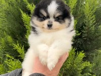 En Özeli Bizim Olsun Diyenlere Three Color Pomeranian