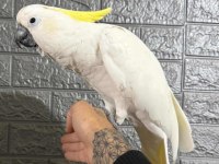 Full evcil kakadu papağanı