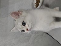 British shorthair kedisi şeker yeni yuvasını arıyor