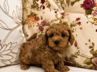 MİCRO TEACUP MALTİPOO