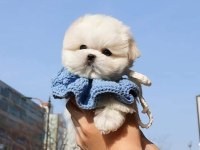 TEACUP MALTESE TERRİER YAVRULARİMİZ