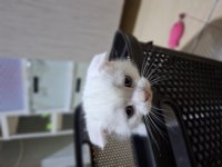 Yeni yuvasını bekleyen tatlış bir scottish fold
