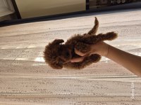 KORE ERKEK POODLE YAVRUMUZ